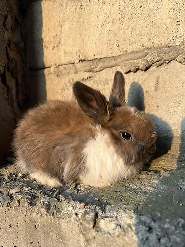 Декоративные кролики: Декоративные кролики (длинношёрстные, тип львиноголовый/карликовый) — 2