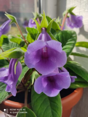 Другой декор и предметы интерьера: Распродажа Денежное дерево, толстянка, Поливать 1-2 раза в неделю — 11