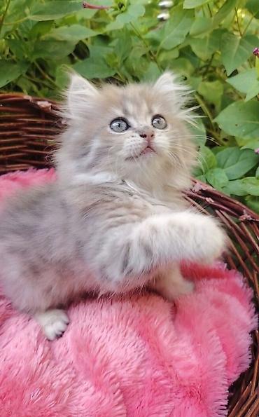golden chinchilla: Qızıl şinşilla, Dişi, Yaxşı əllərə — 1