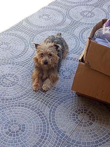 it barter: ÇOOX TƏCİLİ satıldığı üçün dəyərindən çox ucuz qoyulub. Yorkşir — 3
