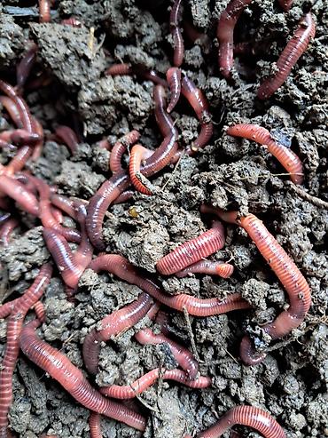 koko pit: Məhsul: Torpaq qurdları (vermiculture üçün) Təsvir: - Bağ və — 1