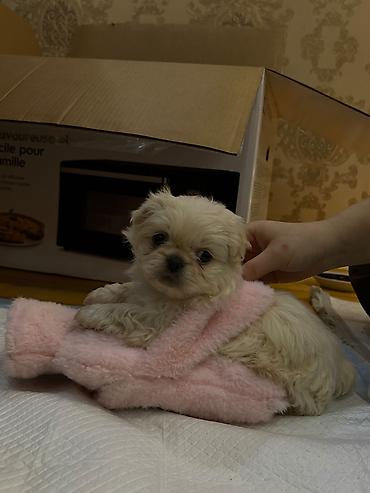 heyvan sahiblendirme: Pekines, 2 ay, Dişi, Peyvəndli, Ödənişli çatdırılma, Ünvandan götürmə — 7