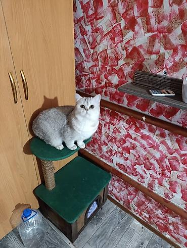 Другие услуги: Здравствуйте 🌿 Зоогостиница «Мурляндия» принимает только домашних — 7