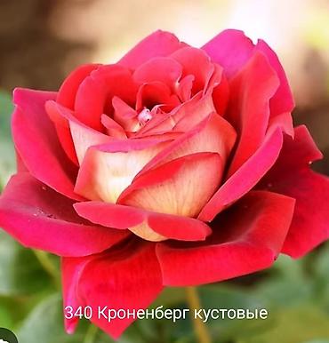 Rose saplings: Кустовые розы — сорта: - Э Шропшир Эд (№534): густомахровые — 3