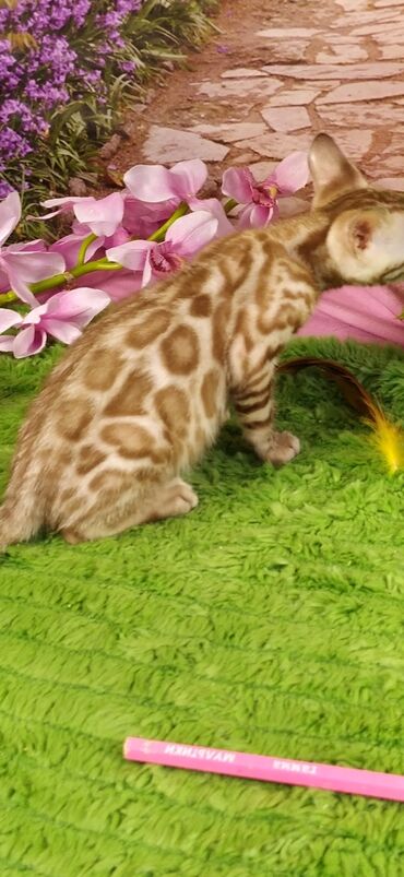 Продажа кошек: Друзья !!! питомник Бен Гла Мур с радостью предлагает новый помет. от — 23