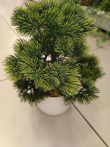 Vases and pots: Bonsai vestacko drvo u saksiji novo akcija | cene nisu fiksne — 1