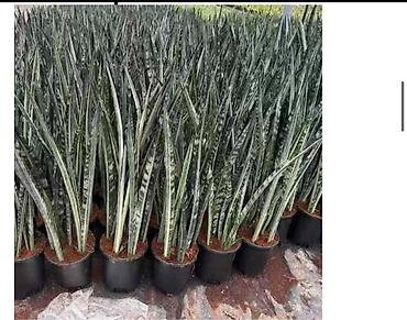 Другие комнатные растения: Комнатные крупномеры, готовые для озеленения интерьера. Состав: - — 58