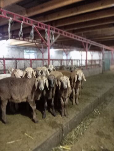 Бараны, овцы: Продаю | Ягненок | Арашан | На забой, Для разведения, Для шерсти | Ярка