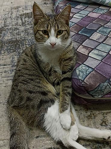 возьму щенка: Отдаём в добрые руки кошку. Ей один год, к лотку приучена. Кушает — 2