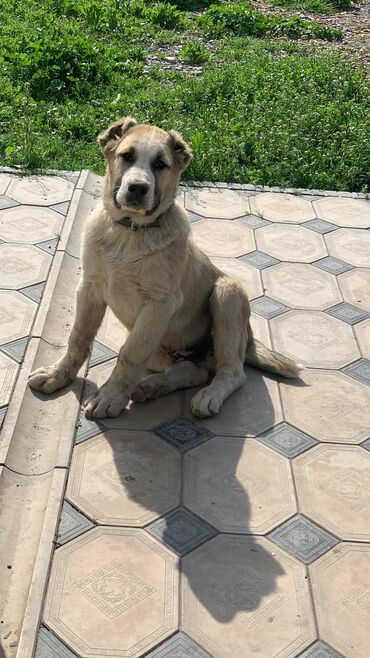 Собаки: Алабай эркек 3 жарым айлык Жалал-Абадта