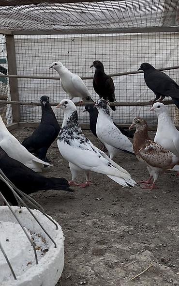 delfin goyərcin: Göyerçinler satılır 12 göyerçin. Tek tek satılmır — 1