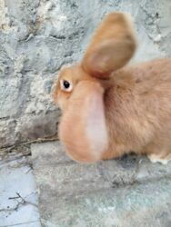 Dovşanlar: Temiz Burgun balalar. var satiwda diwi ve erkey 1 erkey 2 diwi — 6