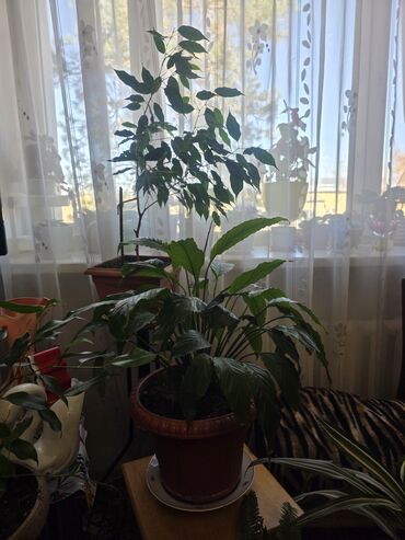 где купить туи дёшево: Комнатные растения в горшках — крупная коллекция В продаже ряд