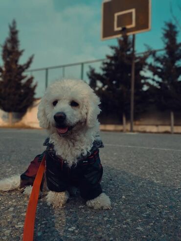 itler pitbul: Pudel, 3 il, Erkek, Sənədli