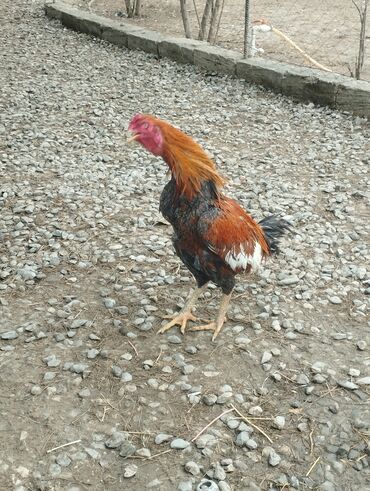 Xoruzlar: Aseel tipli uzunayaqlı cücərti/ceylək xoruz - Uzun və güclü sarı — 17