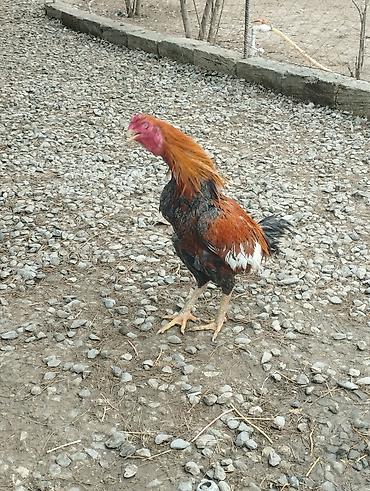 Xoruzlar: Məhsul: Qara-qırmızı rəng çalarlarında kənd xoruzları Təsvir: - Uzun — 6