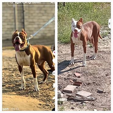 balaca cücə: Pitbul, Peyvəndli — 3