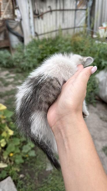 Отдам даром кошку: Котята: мальчик и девочка К латку приучены, игривые кушают очень — 15