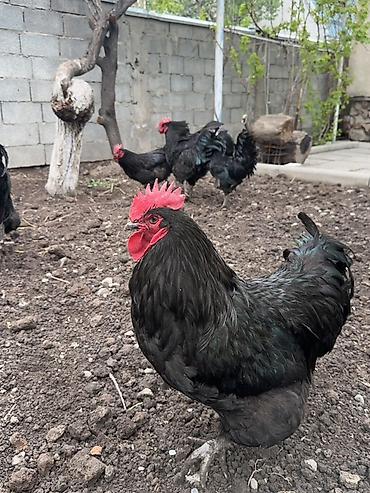 Куры, петухи: Продаю | Петух | Для разведения — 1