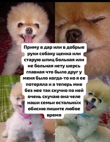 сколько стоит лабрадор собака: Все. привет друзья прошу вас приму или в добры́е руки приму собаку