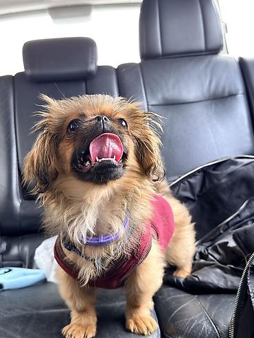 kreditle it satisi: Pekines, 7 ay, Dişi — 4