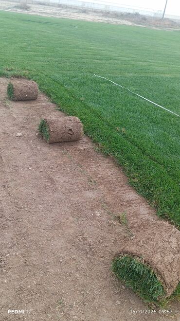 Süni qazon: Rulonlu qazon – professional əkilib-becərilmiş, sıx və vahid yaşıllıq — 3