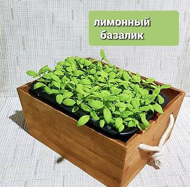 Микрозелень: Микрозелень и молодые травы в кассетах - Ассортимент: микрозелень — 3