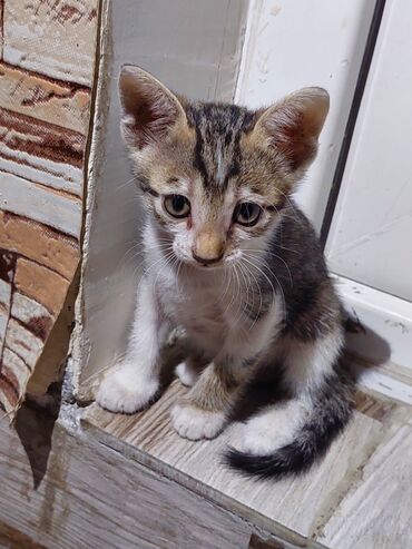 Pişiklər: Siam, Dişi, Yaxşı əllərə, Ünvandan götürmə -da lalafo.az — 3 Pişiklər: Siam, Dişi, Yaxşı əllərə, Ünvandan götürmə — 3