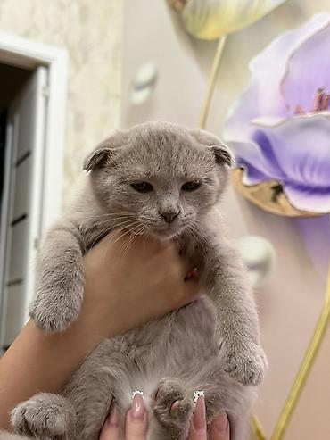 samoyed satisi: Britan, Dişi, Yaxşı əllərə, Ödənişli çatdırılma — 4