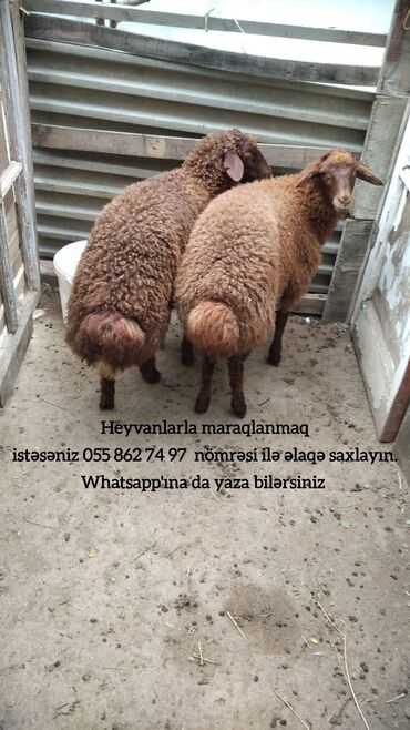 Qoyunlar, qoçlar: Heyvanlarla maraqlanmaq istəsəniz nömrəsi ilə əlaqə saxlayın lalafo.az -da Qoyunlar, qoçlar: Heyvanlarla maraqlanmaq istəsəniz nömrəsi ilə əlaqə saxlayın
