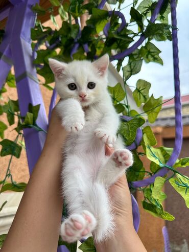 Pişiklər: Şotland yastı qulaq, Erkək, Dişi, Yaxşı əllərə, Ünvandan götürmə, Pulsuz çatdırılma, Ödənişli çatdırılma — 93