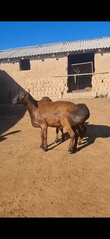 Qoyunlar, qoçlar: Qoyun – qaragül/quyruqlu ətlik tip. - Rəng: tünd qəhvəyi — 5