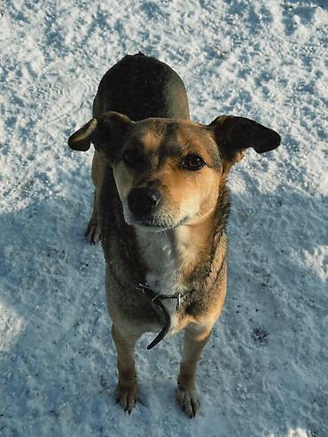 Отдам даром собаку: ПРИЮТ У НАС Собачки на любой вкус это приют все собачки привитые — 2