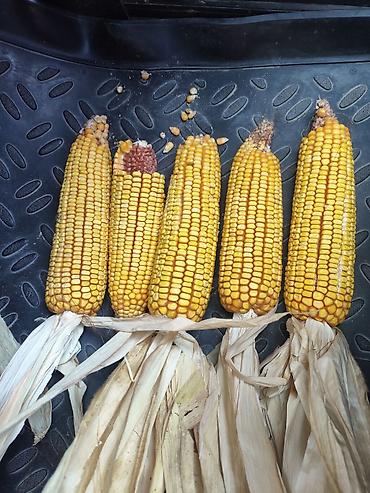 кукуруза рушеная: Продам кукурузу 13% процент — 2