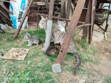 Pişiklər: Fars, Dişi, Yaxşı əllərə, Ünvandan götürmə
