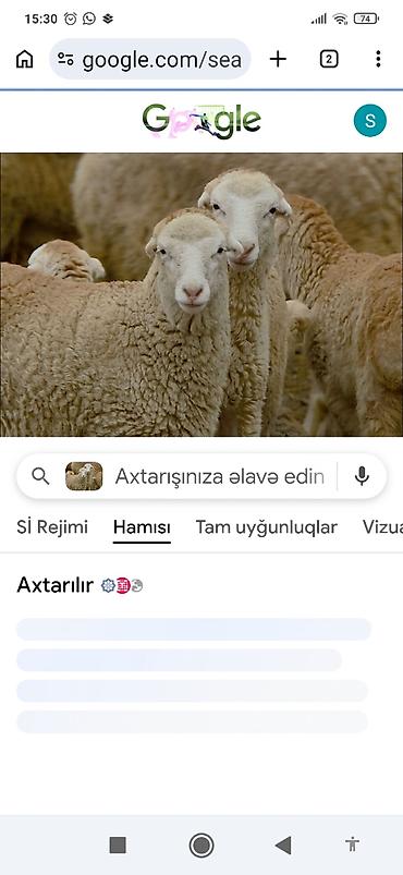 ev heyvanları satışı: Salam təcili quzular satılır 1ədəd qiymət razılaşma yolu ile — 1