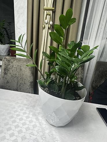 Үй жана бакча: 🌿 Роскошный крупный замиокулькас в стильном белом кашпо - настоящее — 4