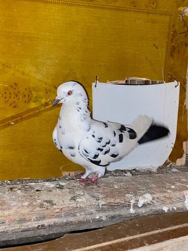 Göyərçinlər: Salam hoptum 6 baldan tek tek heresinin oz qiymeti var icinde 19 — 3