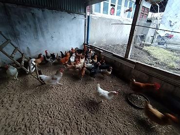 Toyuqlar: Toyuq, Damazlıq — 7