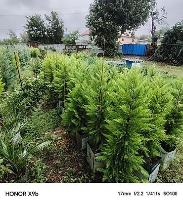 xolikan bitkisi: Thuja (Qızıl şam, leylandi tipli dekorativ iynəyarpaq) fidanları - — 6