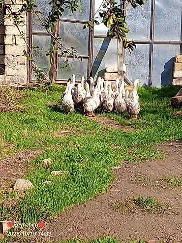 ördək balası: Ağ ördəklər – qrup halında - Növ: ev təsərrüfatı üçün ağ (yerli — 5