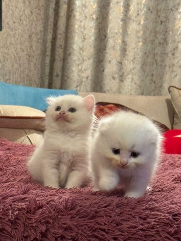 Pişiklər: Şotland yastı qulaq, Erkək, Dişi, Yaxşı əllərə, Ünvandan götürmə, Pulsuz çatdırılma, Ödənişli çatdırılma — 244