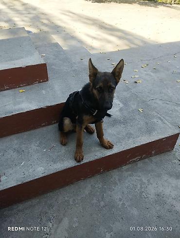 хомяк ош: Немецкая овчарка, 5 месяцев, Самец, С прививкой — 6