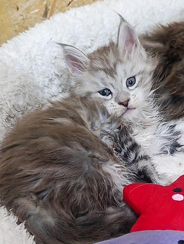 мейн кун котята купить: Котята мейн-кун!!!❤️❤️💙 Истинная красота рождается там, где природа — 9