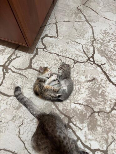 котята даром бишкек: 1 месяц, Мальчик