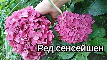 Гортензия: Саженцы — 2