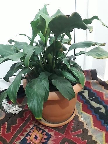 gül toxum satışı: Spathiphyllum (Sülh Zanbağı) – otaq bitkisi - Növ: Spathiphyllum — 3