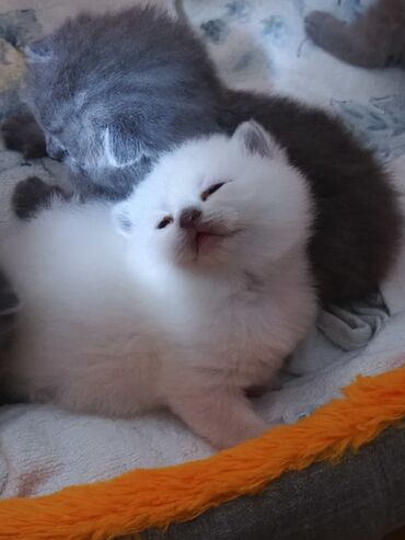 Pişiklər: Şotland yastı qulaq, Erkək, Dişi — 4