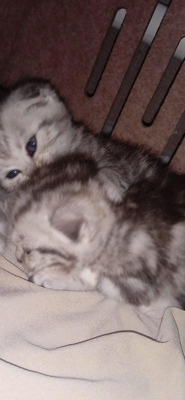 отдаю кота: Скотиш Фолд (Шотландская вислоухая), 1 месяц, Мальчик, Серебристая шиншилла, Приучена к лотку — 4