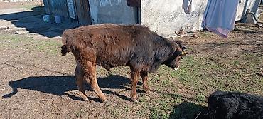 Коровы, быки: Продаю | Бык (самец) | Полукровка | На откорм — 7